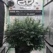 Fastbuds Purple Lemonade FF