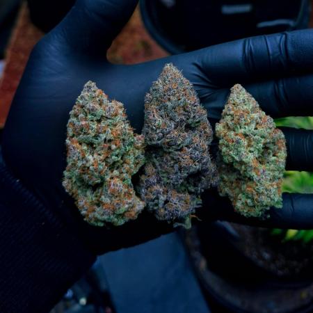Fastbuds Guava Sundae