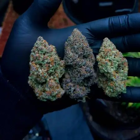 Fastbuds Guava Sundae