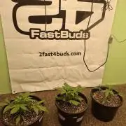 Fastbuds Guava Sundae