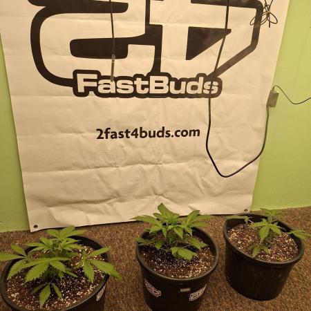 Fastbuds Guava Sundae