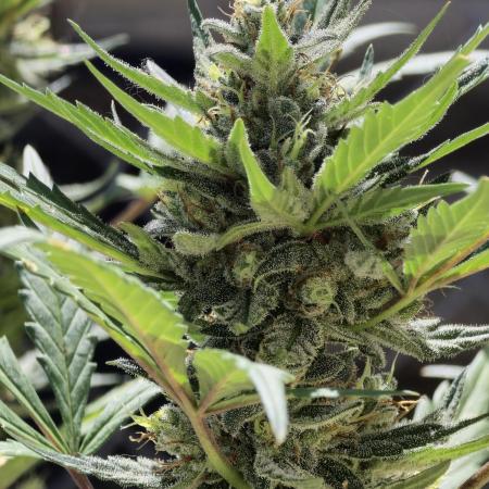 Mixed Auto Outdoor