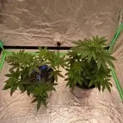Kannabia Seeds Zoap Rose