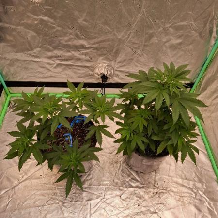 Kannabia Seeds Zoap Rose