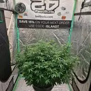 Fastbuds Purple Lemonade FF