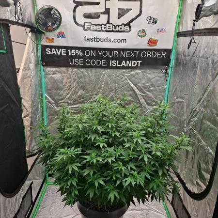 Fastbuds Purple Lemonade FF