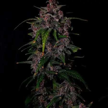 Banana Purple Punch Auto RF3