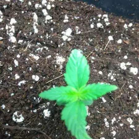 LSD grown in indian soil