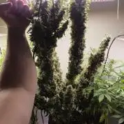 royal gorilla late update