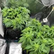 Lemon AK & Tropicana Cookies 60x60x180