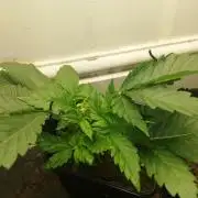 Grandpa Zombie IZI Contest