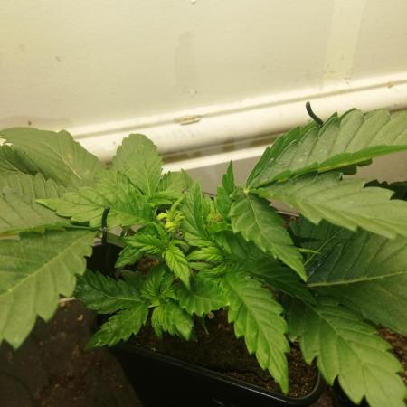 Grandpa Zombie IZI Contest