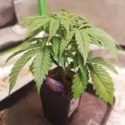 Eternity Grow cup 2026