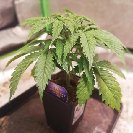 Eternity Grow cup 2026