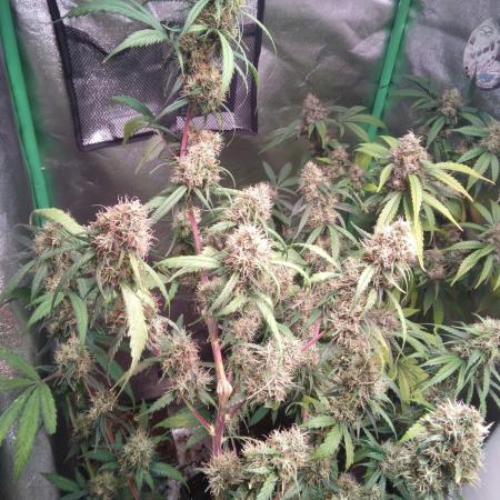 Cheesy Landrace GHSeeds
