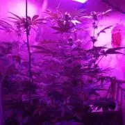 Lemon Cherry Runtz 100W LED