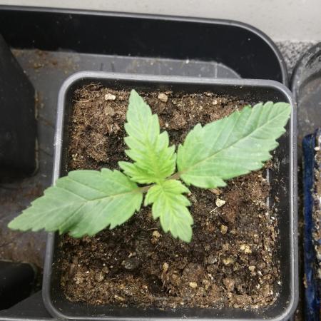 Grandpa Zombie IZI Contest