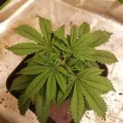 🏆 Eternity Grow Cup 🏆  2026