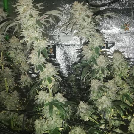 Sherbet Bananas🍌, Barney's Farm