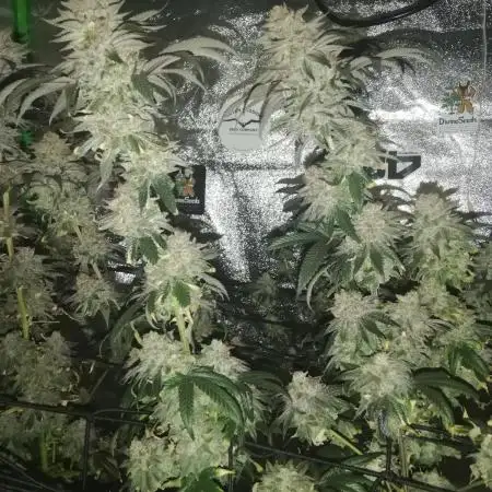 Sherbet Bananas🍌, Barney's Farm