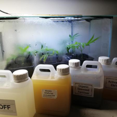 Clones from the mother Runt