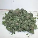 Unorthodox grow 1.3..soil.. plant #2....clone 2.1