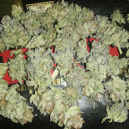 Sherbet Bananas🍌, Barney's Farm