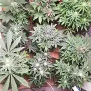 Pakistan Chitral Kush.Regular. Breeding