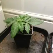 Grandpa Zombie IZI Contest