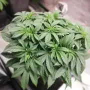 Grandpa Zombie IZI Contest