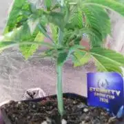 Eternity Grow cup 2026