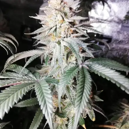 Sherbet Bananas🍌, Barney's Farm