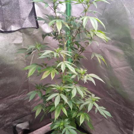 White Cheese.. Sensi seeds