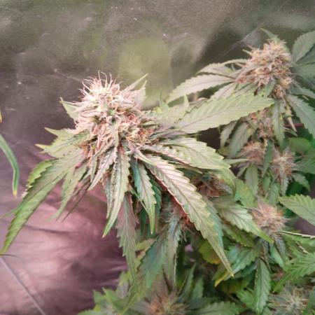 Super Silver Cheese.. WeedSeedShop