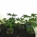 Clones from the mother, LC Runtz