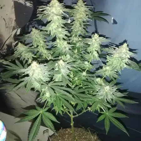Critical Punch + New Feed Range..