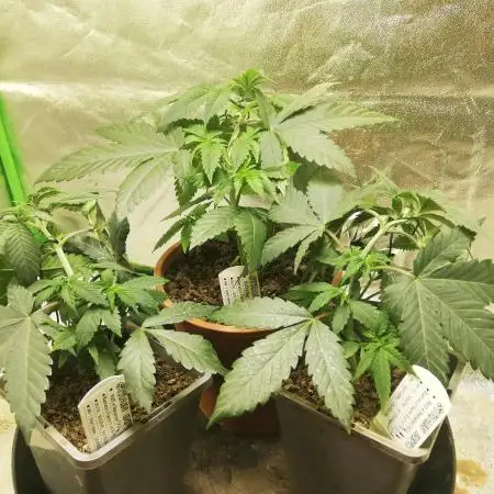 Sherbet Bananas🍌, Barney's Farm