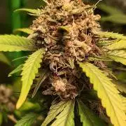 Super Silver Cheese.. WeedSeedShop