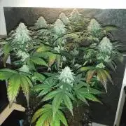Mystery strain