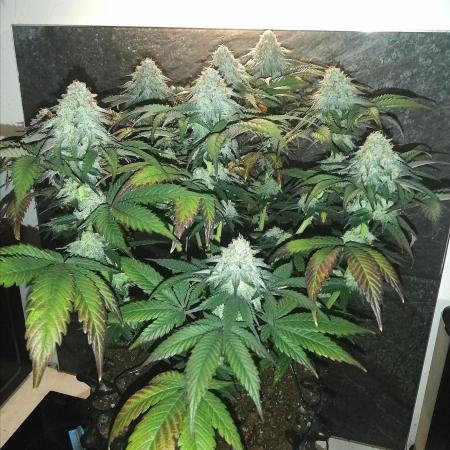 Mystery strain