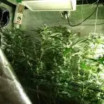 Sherbet Bananas🍌, Barney's Farm