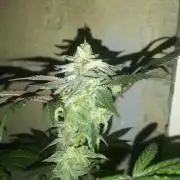 Mothers Little Runtz