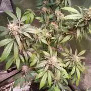 White Cheese.. Sensi seeds