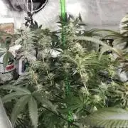 Sherbet Bananas🍌, Barney's Farm