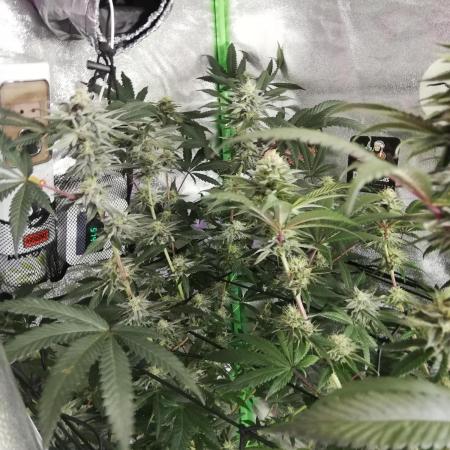 Sherbet Bananas🍌, Barney's Farm