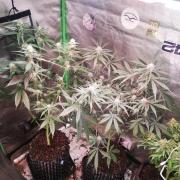 The White Sweet Candy OG One. F025