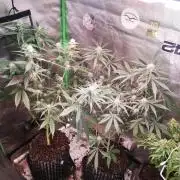 The White Sweet Candy OG One. F025