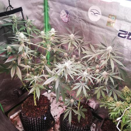 The White Sweet Candy OG One. F025