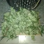 First grow.... Diary