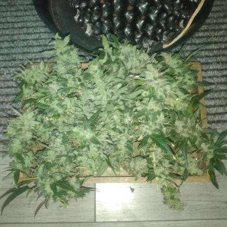 First grow.... Diary